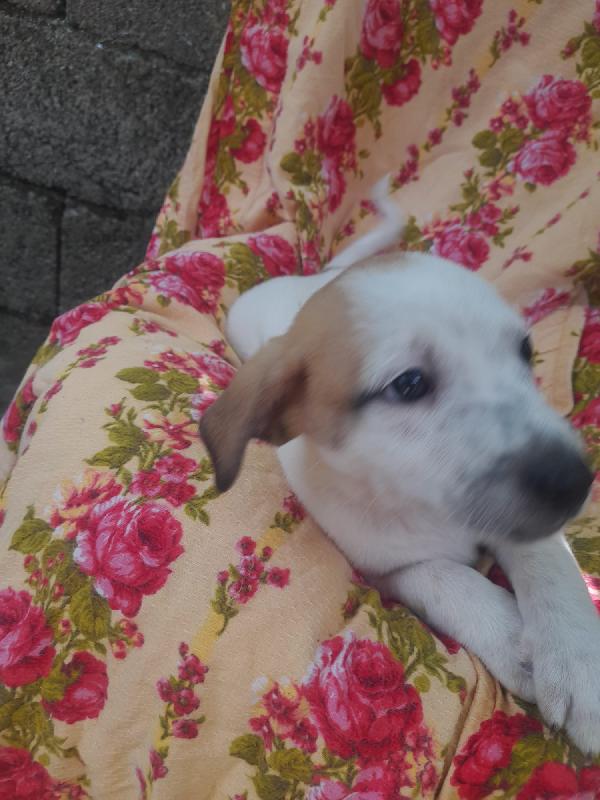 MACCHIA – UN CUCCIOLO MERAVIGLIOSO CERCA CASA 🐾 Foto 4